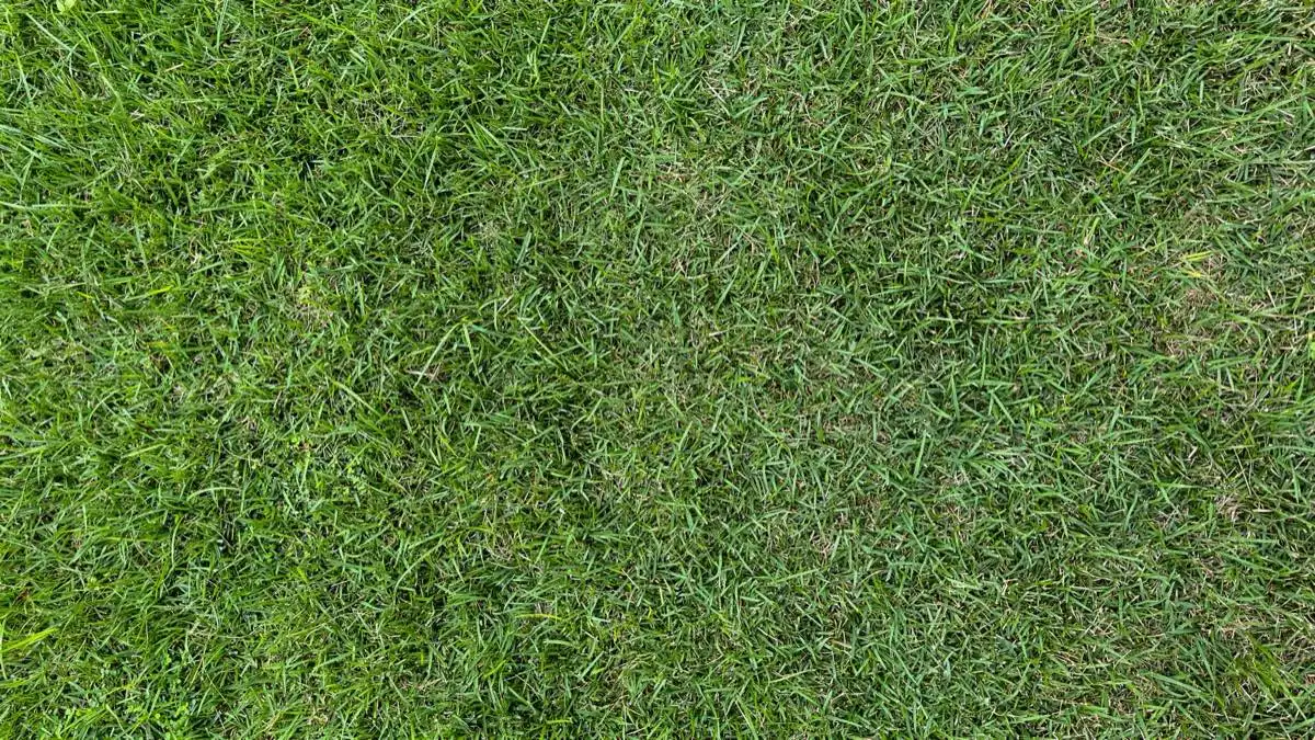 Tall Fescue Sod in El Paso, TX