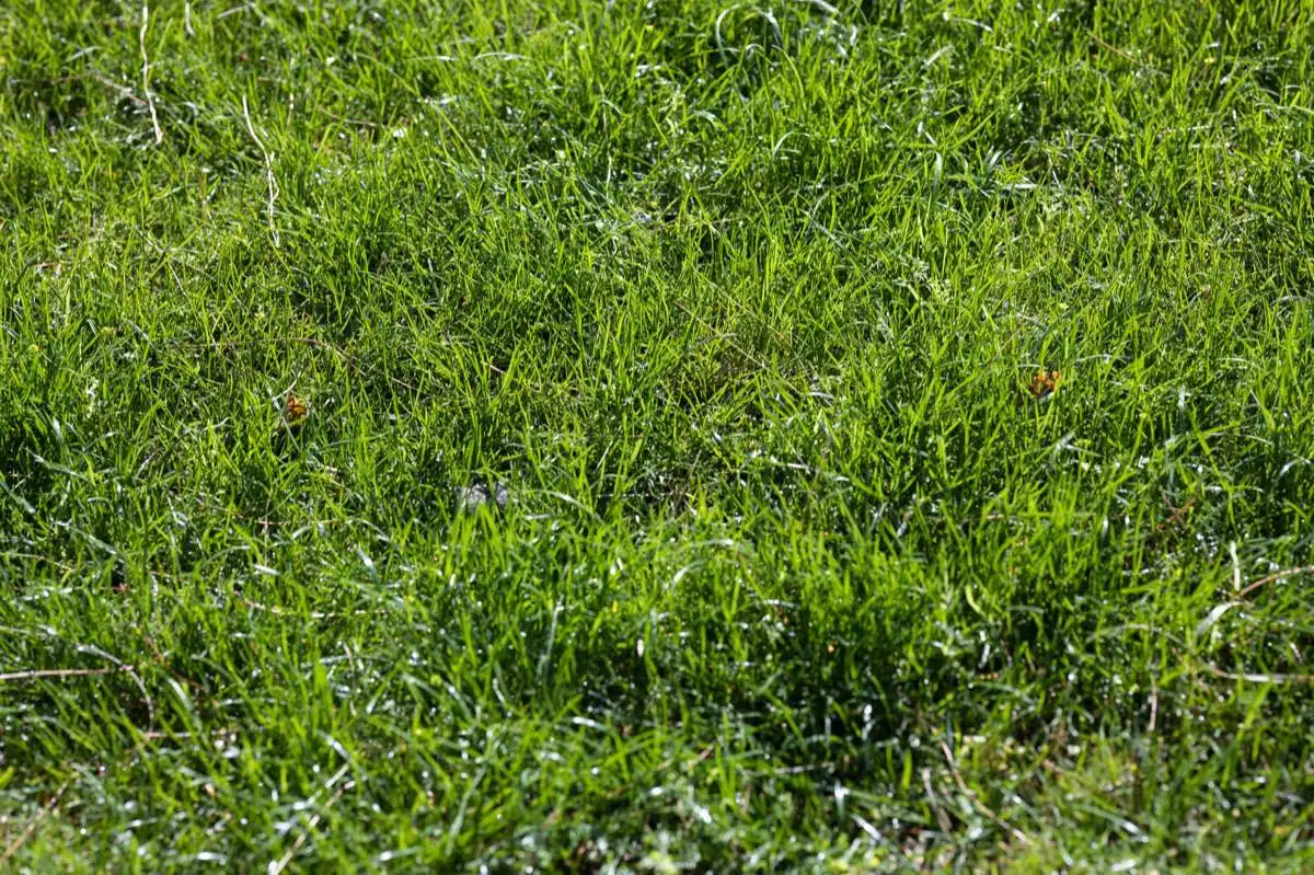 Bermuda Sod in El Paso, TX